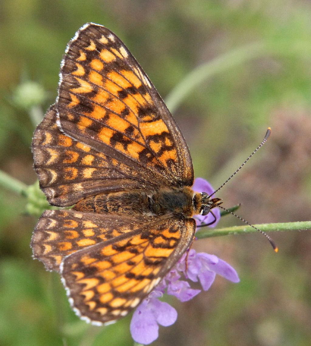 Melitaea cinxia o phoebe?